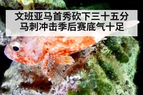 文班亚马首秀砍下三十五分 马刺冲击季后赛底气十足
